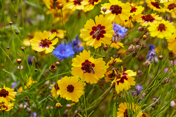 Bees in wildflowers This landscape photograph features bees foraging among wildflowers in a vibrant summer scene in Derbyshire, England, United Kingdom. Taken in the late morning, the image captures insects actively gathering nectar from a dense cluster of golden tickseed, also known as coreopsis, with their distinctive yellow petals and dark red centers. The wildflowers and plants create a lively habitat for various animals, as evidenced by the presence of bees moving among the flowers. Bright blue blossoms are interspersed with the tickseed, enhancing the overall biodiversity of the area. The setting provides a typical view of rural England during the summer, where colourful flowers dominate the meadows. There are no notable landmarks visible, but the rich display of plants and flowers highlights the natural beauty of Derbyshire at this time of year.